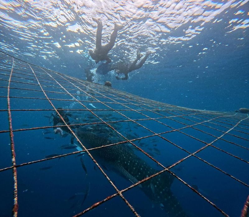 Okinawa Whale Shark Encounter Experience - The boat ride and the time in the water