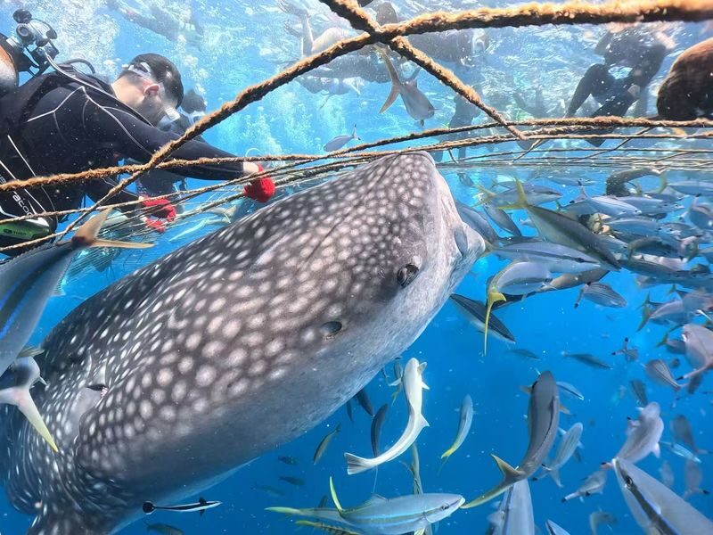Okinawa: Whale Shark Snorkeling Experience - Meeting whale sharks at the surface