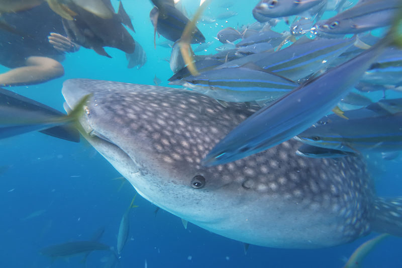 Okinawa: Whale Shark Snorkeling Experience - Photos, group size, and the trade-off