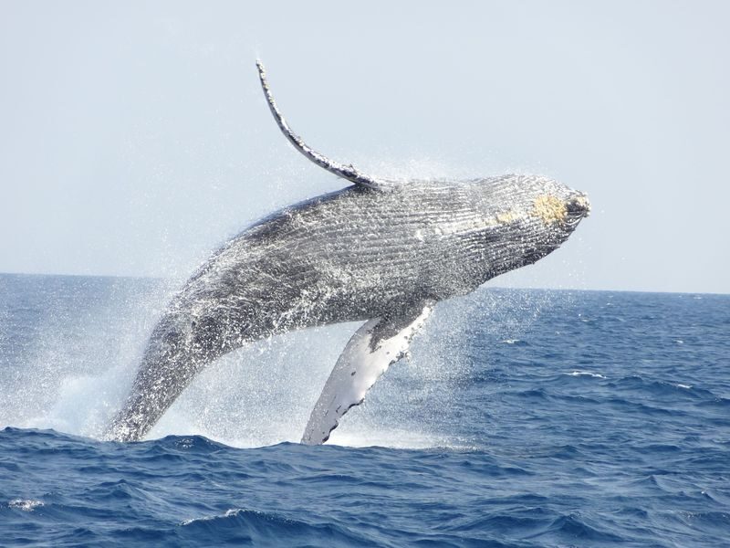 Okinawa Whale Watching: Choose from three departure locations: Naha, Chatan, or Motobu - The Kerama Islands are the reason to go
