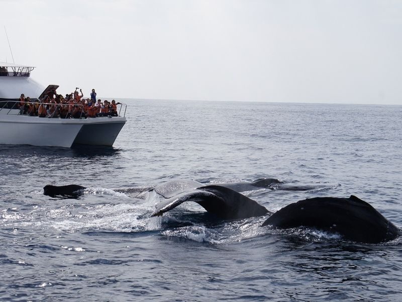 Okinawa Whale Watching: Choose from three departure locations: Naha, Chatan, or Motobu - Sightings are exciting, but not guaranteed every day