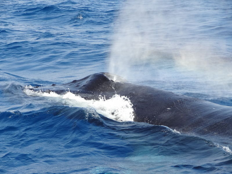 Okinawa Whale Watching: Choose from three departure locations: Naha, Chatan, or Motobu - Choose your language and extras with care