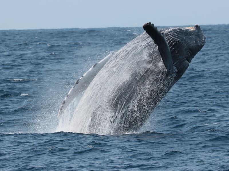 Okinawa Whale Watching: Choose from three departure locations: Naha, Chatan, or Motobu - Sea sickness, clothing and other practical matters
