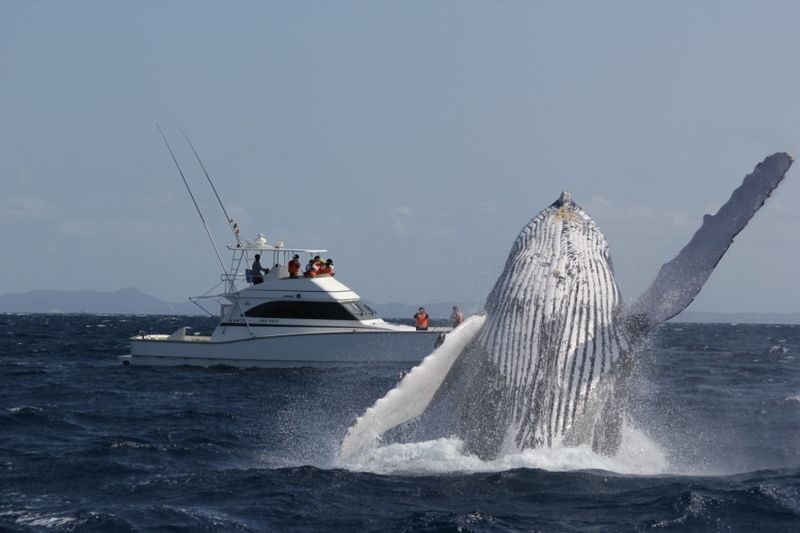 Okinawa Whale Watching: Choose from three departure locations: Naha, Chatan, or Motobu - Is the price worth it?