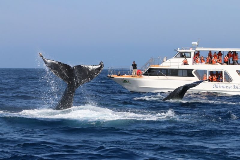Okinawa Whale Watching: Choose from three departure locations: Naha, Chatan, or Motobu - Who should book this whale cruise?
