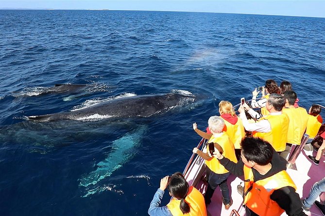 Okinawa Whale Watching From Naha - Duration and Ticket Details