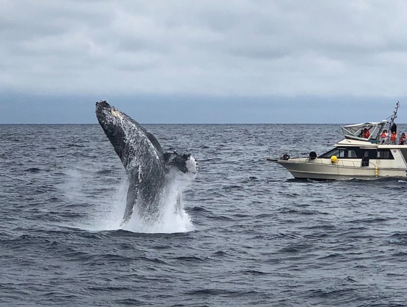 Okinawa Whale Watching Tour (Choose departure from Naha or Chatan Port) - What the Naha to Kerama whale trip is really like