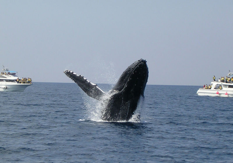 Okinawa Whale Watching Tour (Choose departure from Naha or Chatan Port) - Choosing between Naha and Chatan