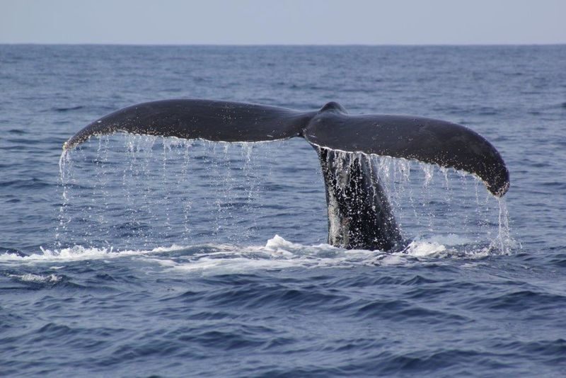 Okinawa Whale Watching Tour (Choose departure from Naha or Chatan Port) - What you might see, and how close