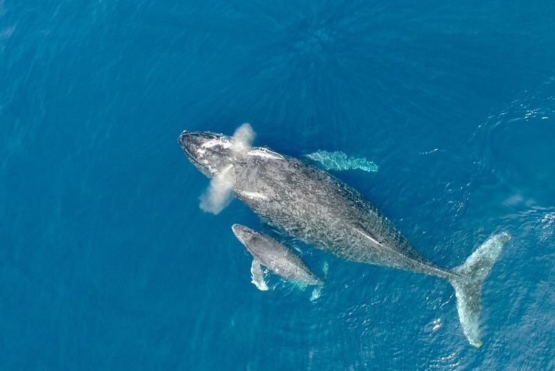 Okinawa Whale Watching Tour (Choose departure from Naha or Chatan Port) - Winter waves, seasickness, and what to pack