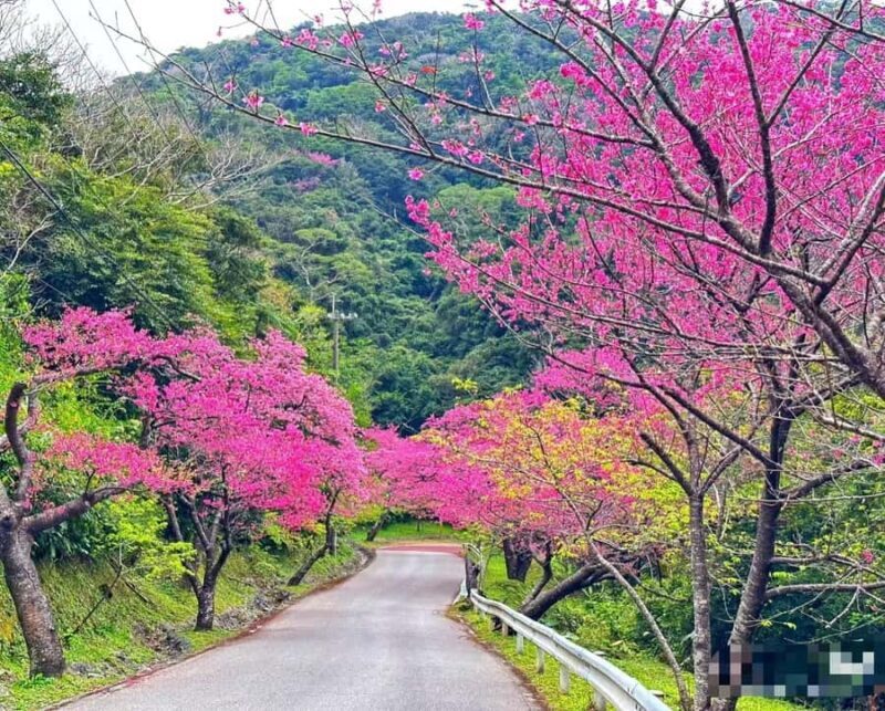 Okinawa: Yaedake Cherry Blossom Festival Private Trip - Okinawa: Yaedake Cherry Blossom Festival Private Trip — A Detailed Review