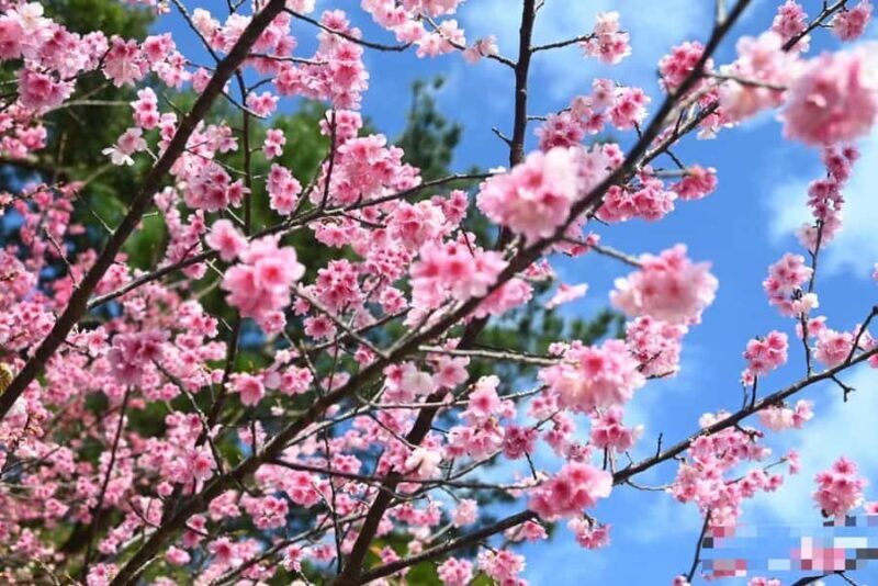 Okinawa: Yaedake Cherry Blossom Festival Private Trip - Good To Know