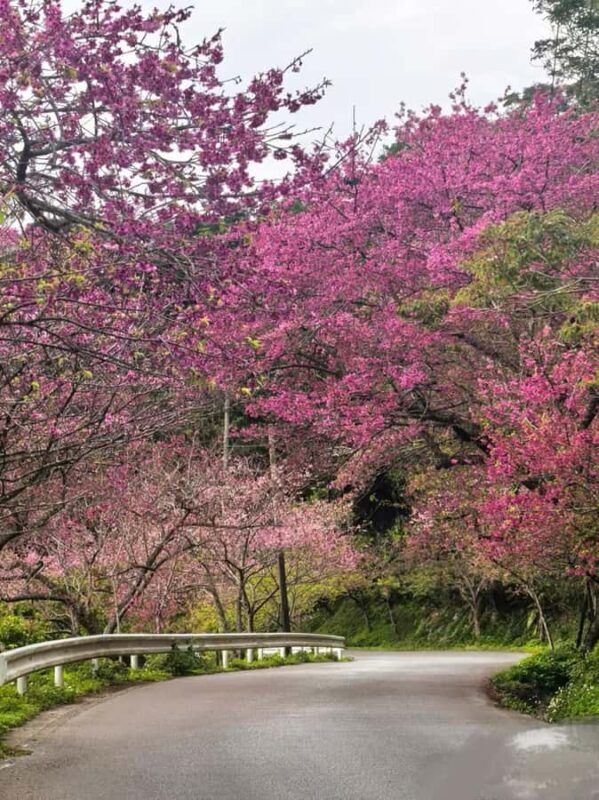 Okinawa: Yaedake Cherry Blossom Festival Private Trip - Who Would Love This Tour?