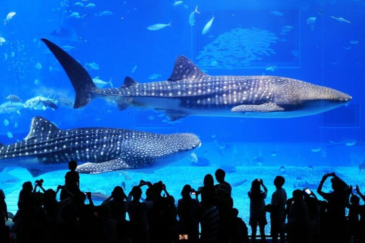 OkinawaSightseeing Bus ChuraumiAquarium/Ryukyu Village/Banta - Good To Know