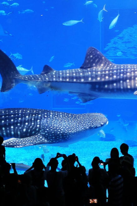 OkinawaSightseeing Bus ChuraumiAquarium/Ryukyu Village/Banta - Essential Information