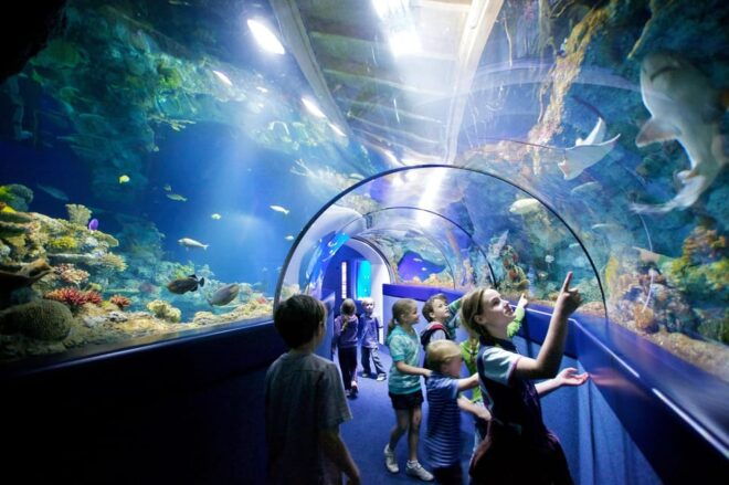 Okurcalar/Alanya: Antalya Aquarium Round-Trip Bus Transfer - Included Features