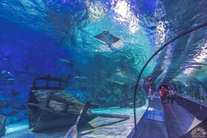Okurcalar/Alanya: Antalya Aquarium Round-Trip Bus Transfer - Frequently Asked Questions