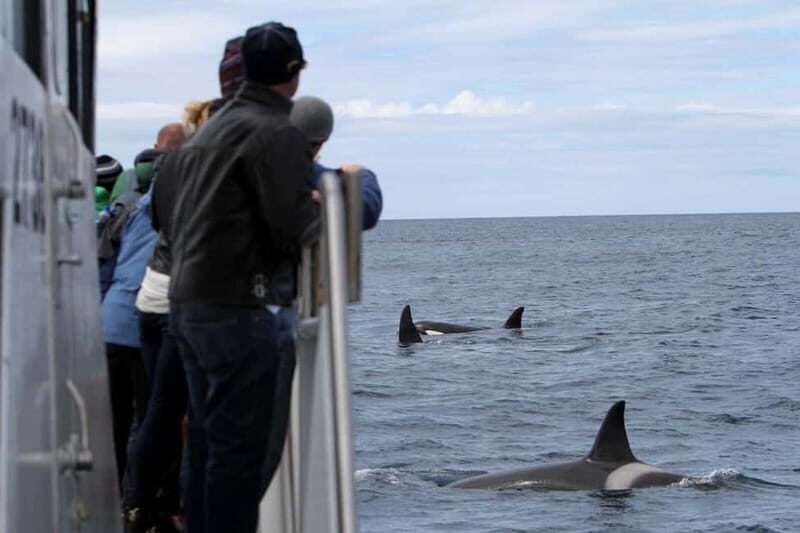 Ólafsvík: Whale Watching Tour - An In-Depth Look at the Whale Watching Experience