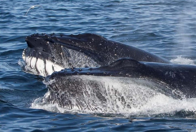 Ólafsvík: Whale Watching Tour - Why the Ólafsvík Whale Watching Tour Offers Great Value
