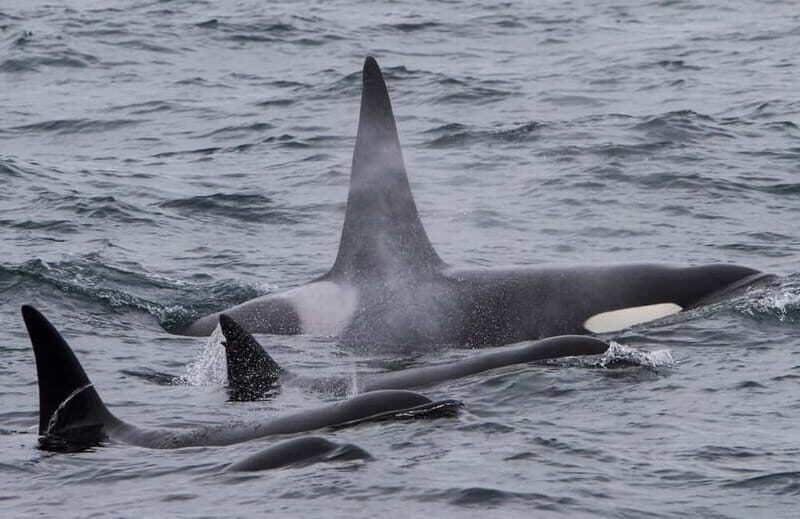 Ólafsvík: Whale Watching Tour - FAQs