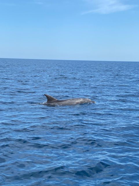 Olbia: Boat Tour to Watch Dolphins and Snorkeling - Good To Know