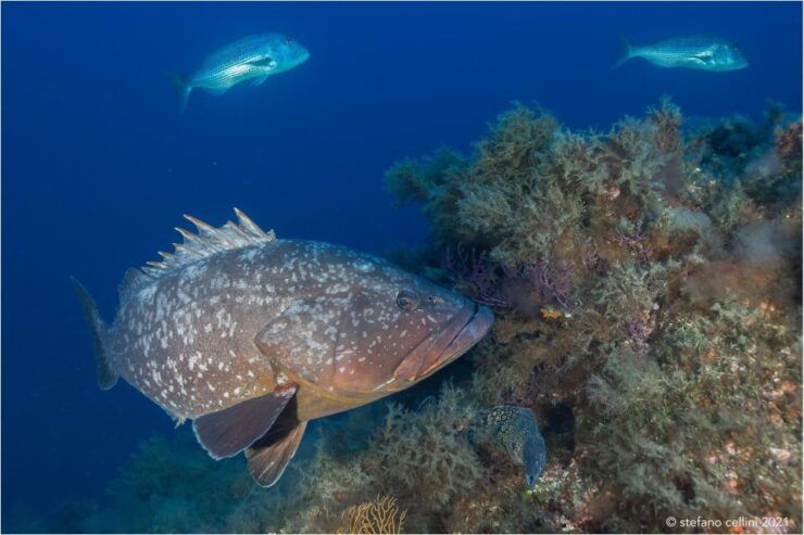 Olbia: Diving in Tavolara Marine Park in Sardinia - Language Instructor and Group Size