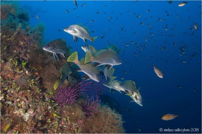 Olbia: Diving in Tavolara Marine Park in Sardinia - Activity Highlights and Inclusions
