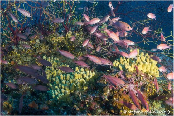 Olbia: Diving in Tavolara Marine Park in Sardinia - Frequently Asked Questions