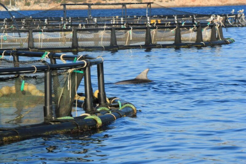 Olbia: Dolphin Watching and Snorkeling Boat Tour - Good To Know