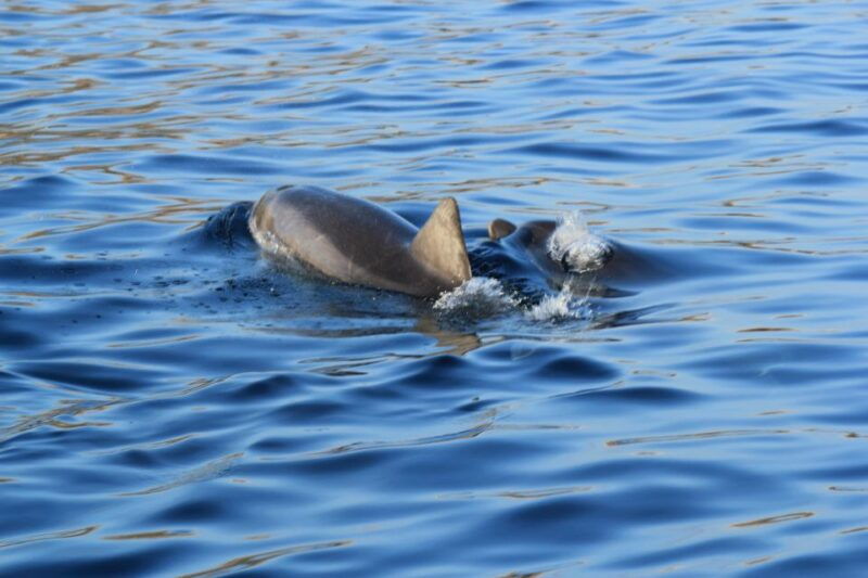 Olbia: Dolphin Watching and Snorkeling Boat Tour - Explore the Underwater World With Snorkeling