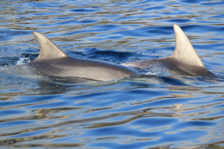 Olbia: Dolphin Watching and Snorkeling Boat Tour - Stunning Locations: Figarolo Island and Beyond