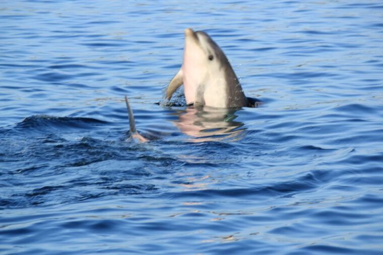 Olbia: Dolphin Watching and Snorkeling Boat Tour - Customer Reviews and Experiences