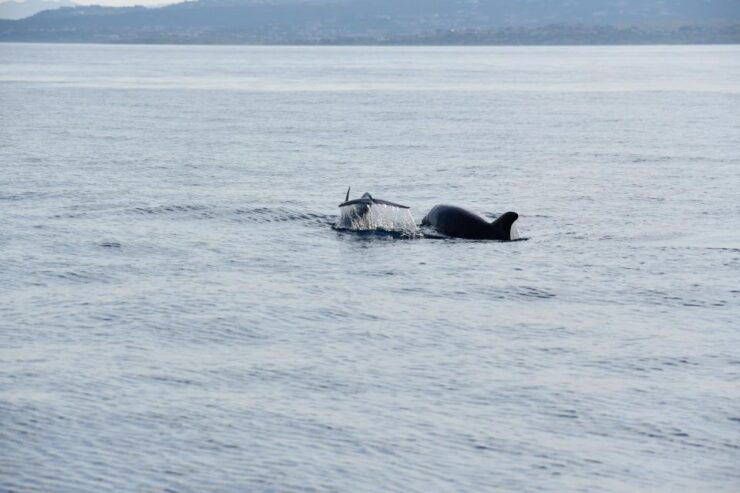 Olbia: Dolphin Watching and Snorkeling Boat Tour - Activity Details