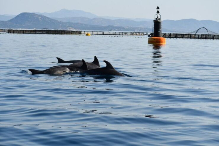 Olbia: Dolphin Watching and Snorkeling Boat Tour - Experience Highlights
