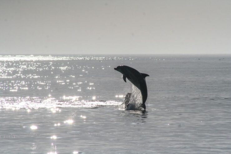 Olbia: Dolphin Watching & Snorkeling Boat Tour Near Figarolo - Activity Details
