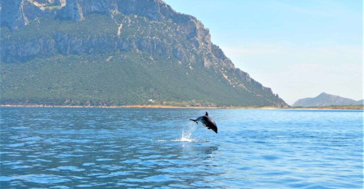 Olbia: Dolphin Watching Tour With Figarolo Island Snorkeling - Tour Overview