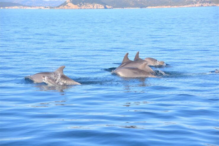 Olbia: Dolphin Watching Tour With Figarolo Island Snorkeling - Activity Duration