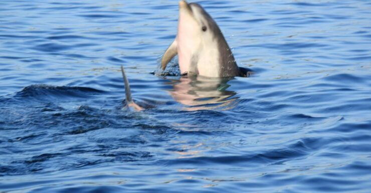 Olbia : Dolphins Watching & Snorkeling - Good To Know