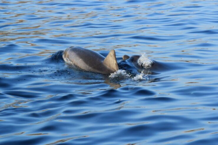 Olbia : Dolphins Watching & Snorkeling - Reservation Information