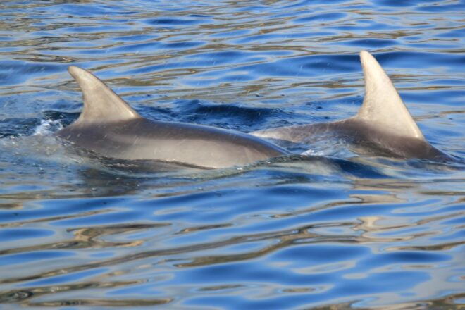 Olbia : Dolphins Watching & Snorkeling - Experience Description