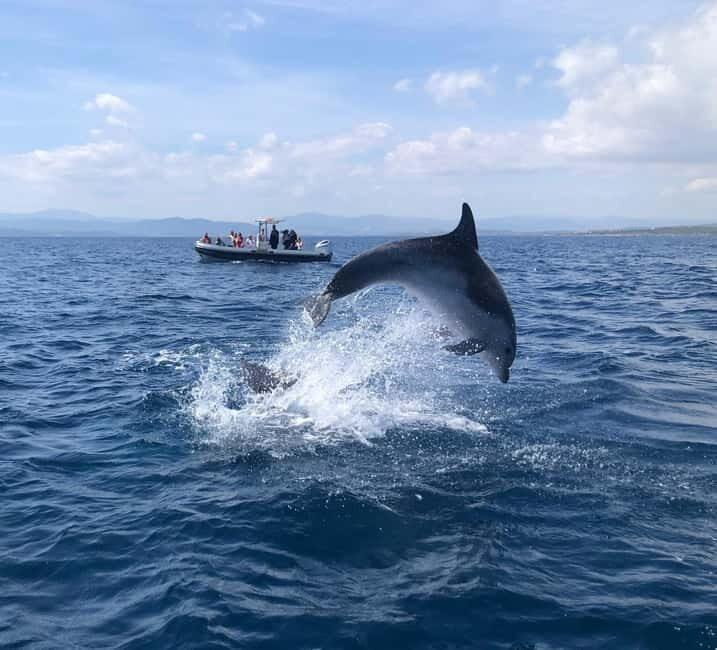 Olbia: : ecological boat trip for dolphin spotting - What to Expect on the Dolphin Spotting Eco-Tour