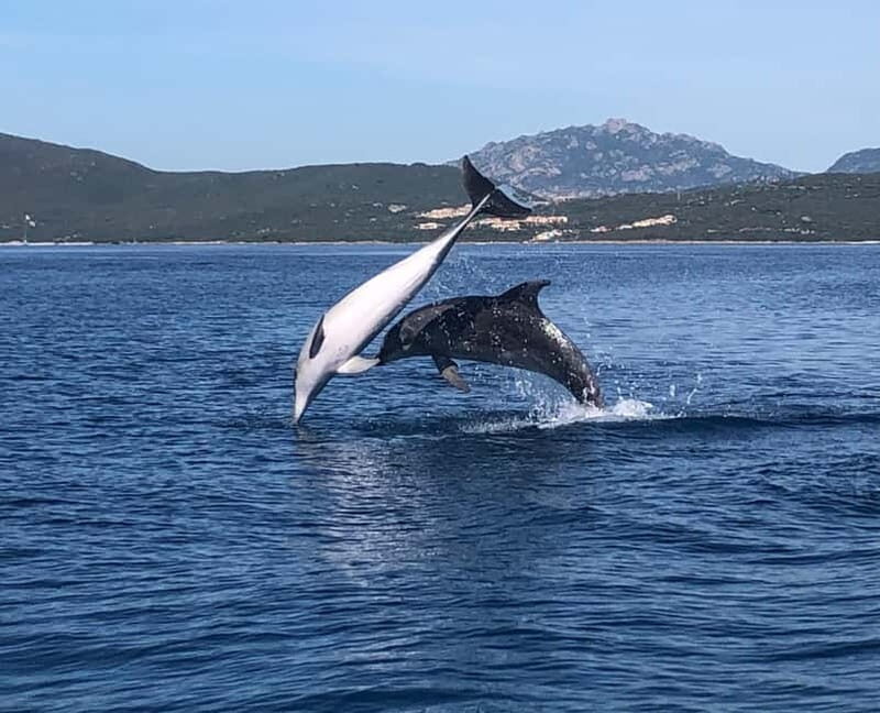 Olbia: : ecological boat trip for dolphin spotting - Who Will Appreciate This Tour?