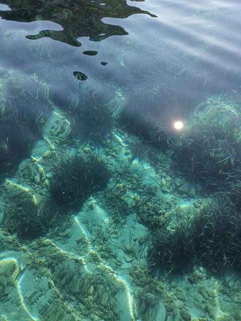 Olbia: Figarolo Island Tour and Snorkeling With Dolphin Sighting - Frequently Asked Questions