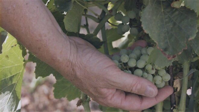 Olbia: Gallura Winery Guided Tour With Tasting - Directions