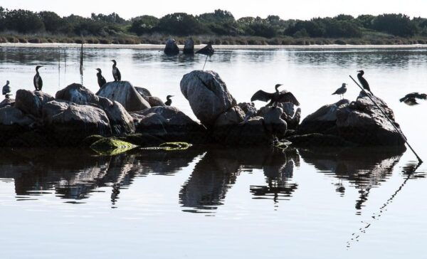 Olbia: Gulf of Olbia Boat Tour - Frequently Asked Questions