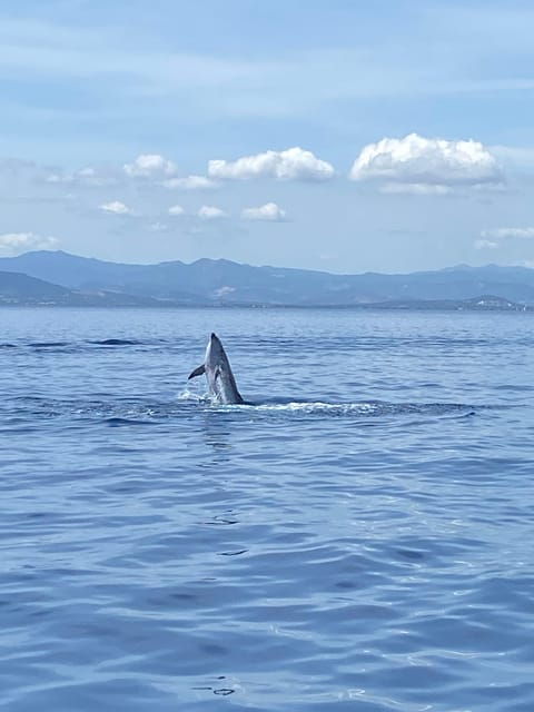 Olbia: Sunset and Dolphin Watching - Good To Know