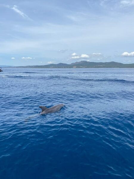 Olbia: Sunset and Dolphin Watching - What to Bring