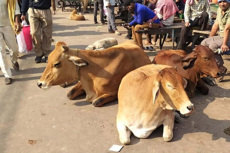 Old Delhi Tour With Rickshaw Ride and Street Food - Who Will Love This Tour?