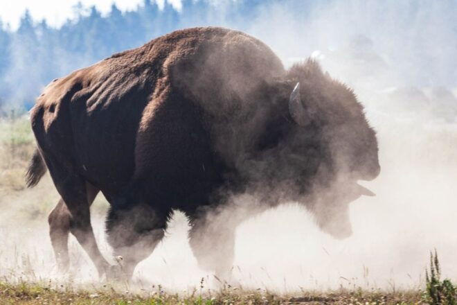 Old Faithful & Yellowstone Highlights - National Park Tour - Inclusions and Restrictions