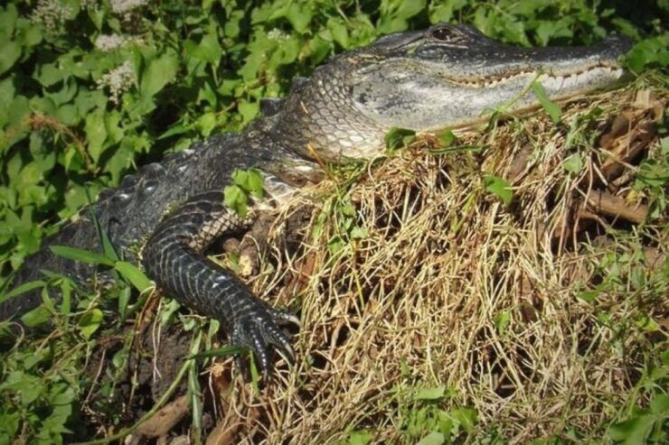 Old Florida Backwater Kayak Adventure Near St. Augustine - Good To Know